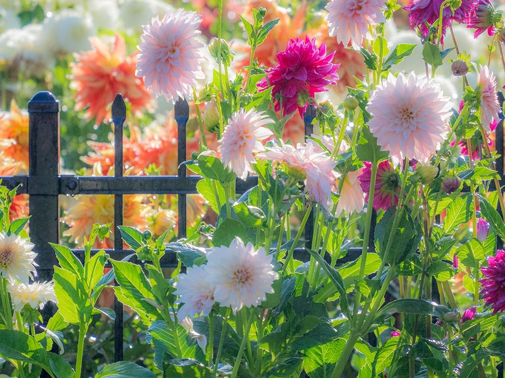 Oregon-Canby-Swam Island Dahlias-Dahlia flower garden in full color